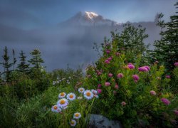 Kwiaty z widokiem na szczyt Mount Rainier we mgle