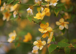 Kwiaty złotlina japońskiego na gałązkach
