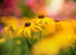 Kwiaty żółtej rudbekii