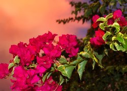Różowe, Kwiaty, Bugenwilla, Gałązka