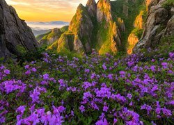 Góry, Skały, Kwiaty, Fioletowe, Różaneczniki, Łąka, Park Narodowy Wolchulsan, Korea Południowa