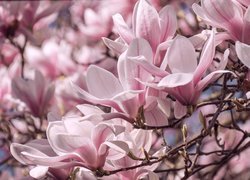 Krzew, Magnolia, Kwiaty, Różowe, Gałązki