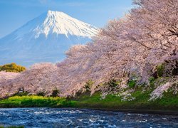 Kwitnące drzewa nad rzeką i góra Fudżi w oddali