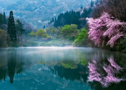 Kwitnące drzewa nad zamglonym jeziorem w Korei Południowej