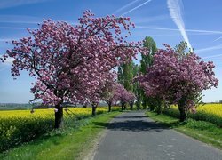 Kwitnące drzewa przy drodze