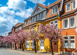 Kwitnące drzewa przy kolorowych budynkach