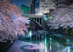 Kwitnące drzewa wiśni przy moście nad rzeką Meguro w Tokio