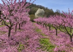 Kwitnące drzewka brzoskwiniowe
