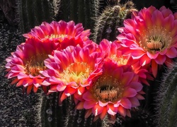 Kwitnące kaktusy w słońcu