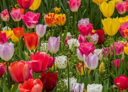 Tulipany, Kwiaty, Płatki, Kolorowe, Trawa