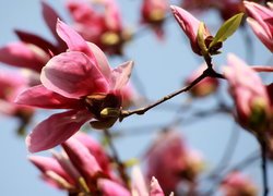 Różowa, Kwitnąca, Magnolia, Gałązki