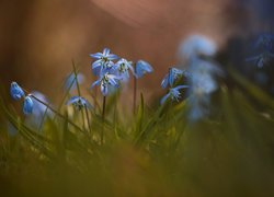 Cebulice syberyjskie, Niebieskie, Kwiaty, Trawa