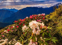 Kwitnące różaneczniki na wzgórzu na tle gór