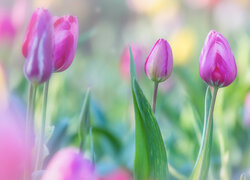 Kwiaty, Różowe, Tulipany, Pąki