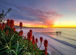 Kwitnący aloes na wybrzeżu w San Diego