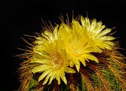 Kwitnący, Kaktus, Żółte, Kwiaty