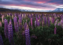 Kwitnący łubin na tle gór w Nowej Zelandii
