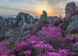 Korea Południowa, Góry, Jujaksan, Promienie słońca, Skały, Krzewy, Różanecznik