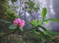 Kwitnący różanecznik w zamglonym Parku Narodowym Redwood