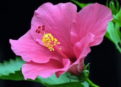 Kwitnący różowy hibiskus z liśćmi