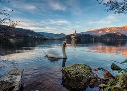 Łabędź na jeziorze Bled w Słowenii