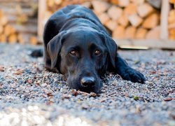 Pies, Czarny, Labrador retriever