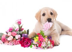 Labrador przy bukietach kwiatów