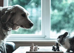 Labrador retriever gra w szachy z króliczkiem