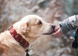 Labrador retriever, Ręka, Przyjaciel