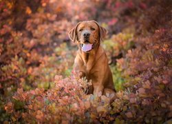 Labrador retriever w jesiennych krzewach