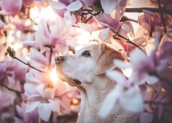 Labrador retriever w kwiatach magnolii