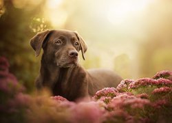 Labrador retriever w kwiatach