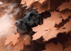 Labrador retriever w liściach