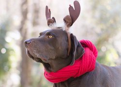 Labrador retriever w świątecznym przebraniu
