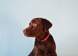 Labrador retriever z czerwoną obrożą