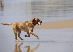 Labrador z piłką na plaży