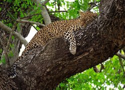 Lampart śpiący na drzewie
