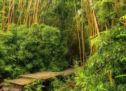 Las, Bambusowy, Drzewa, Kładka, Hawaje, Maui, Stany Zjednoczone