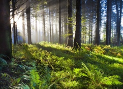 Irlandia, Union Wood, Las dębowy, Drzewa, Paprocie, Przebijające światło