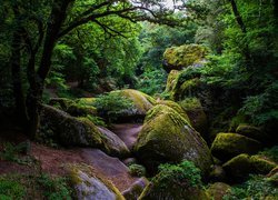 Las Huelgoat, Drzewa, Omszałe, Kamienie, Droga, Prowincja Bretania, Francja