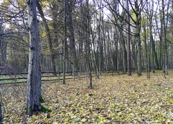 Las i dywan z jesiennych liści