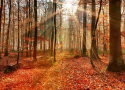 Jesień, Las, Liściasty, Drzewa, Promienie słońca