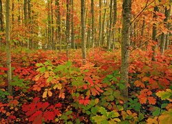 Las mieniący się kolorami jesieni