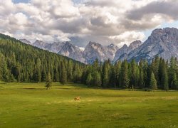 Włochy, Misurina, Dolomity, Masyw Tre Cime di Lavaredo, Góry, Las, Koń