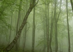 Las osnuty mgłą