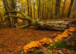 Las w Kraju Basków jesienią