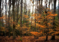 Las z jesiennymi drzewami
