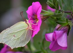 Motyl, Latolistek cytrynek, Kwiaty, Różowe, Petunie