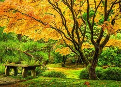 Ławeczka obok klonu japońskiego w Washington Park Arboretum