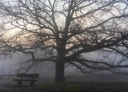 Ławka pod bezlistnym drzewem w zamglonym parku